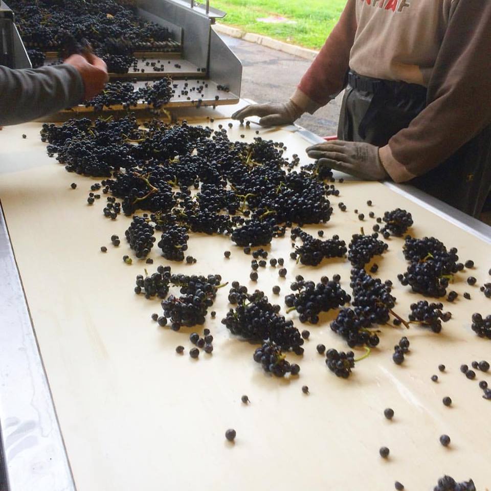 Derniers tris pour les Pinot Noir à Sancerre