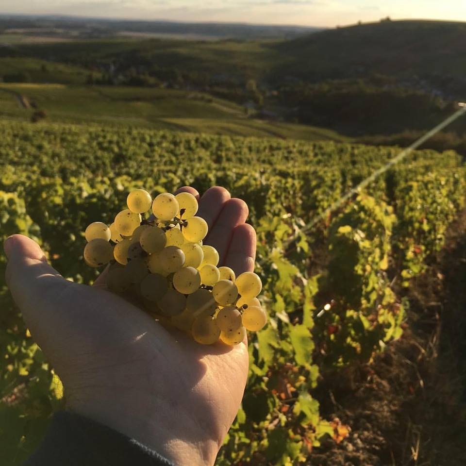 Vendanges 2016