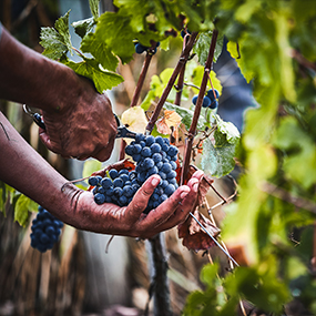 Vendanges 2022