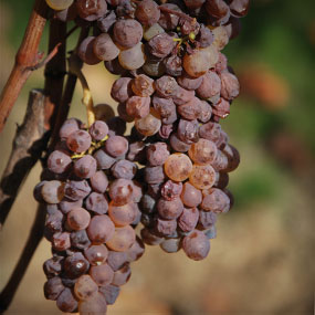 Découvrir la notion de Botrytis Cinerea 