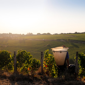 Vendanges 2018