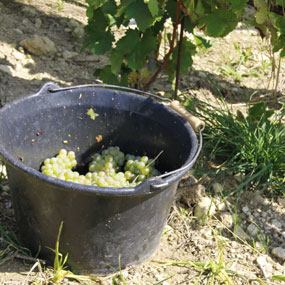 Les vendanges manuelles sur notre parcelle de Bellechaume, du Domaine de Terres Blanches, prennent fin.