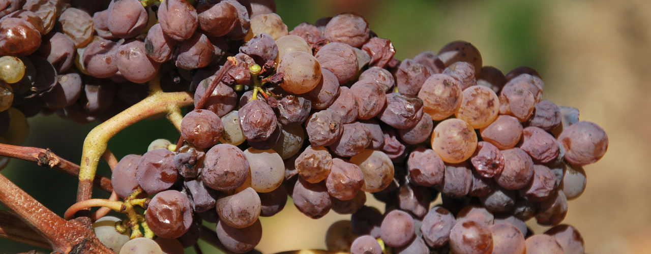 Botrytis Cinerea à la mulonniere