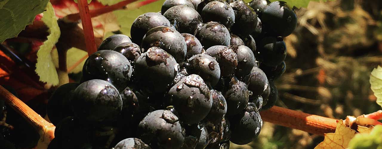 Pinot noir à Bué en sancerre