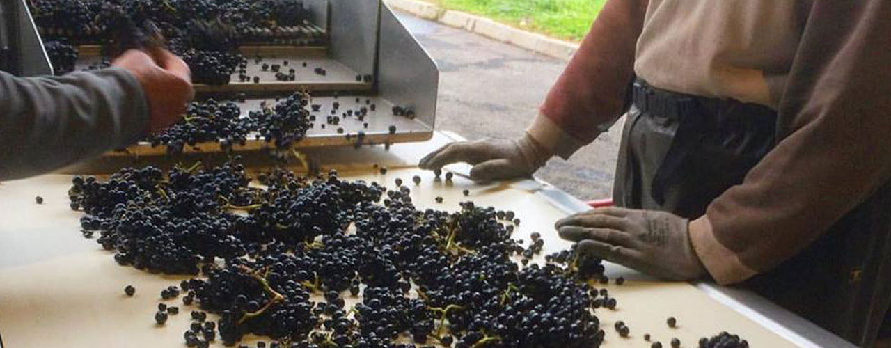 Table de tri pour le pinot noir 2016