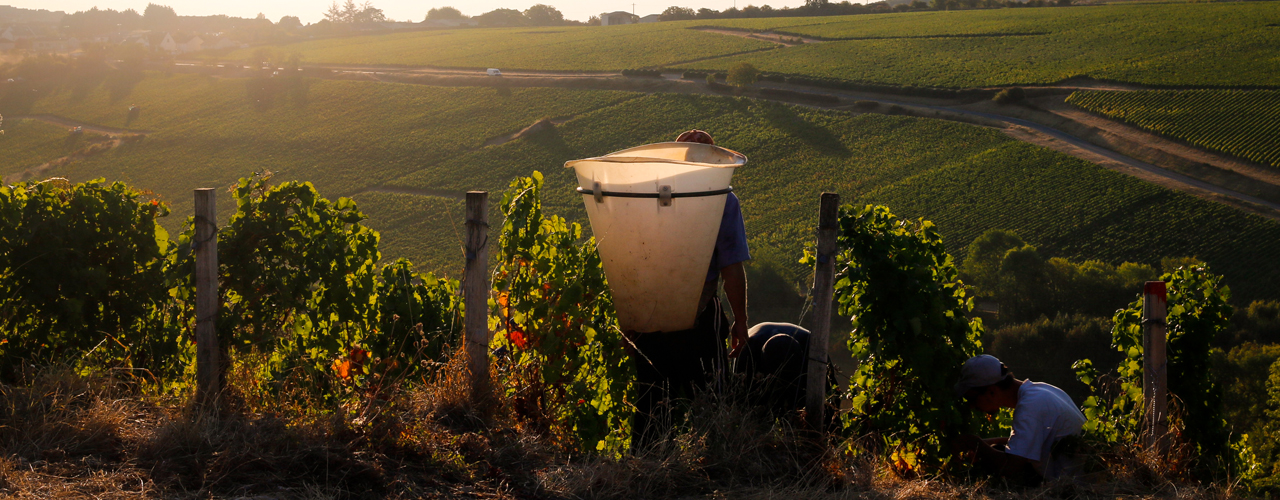 vendanges loire saget la perriere