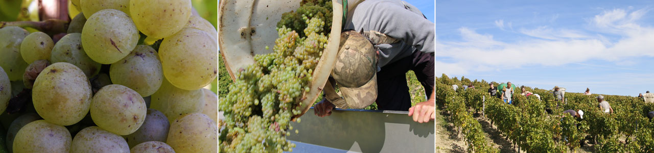 vendanges manuelles sancerre domaine de terres blanches