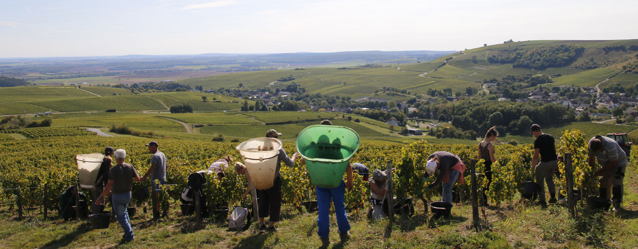 Vendanges 2017 Bellechaume