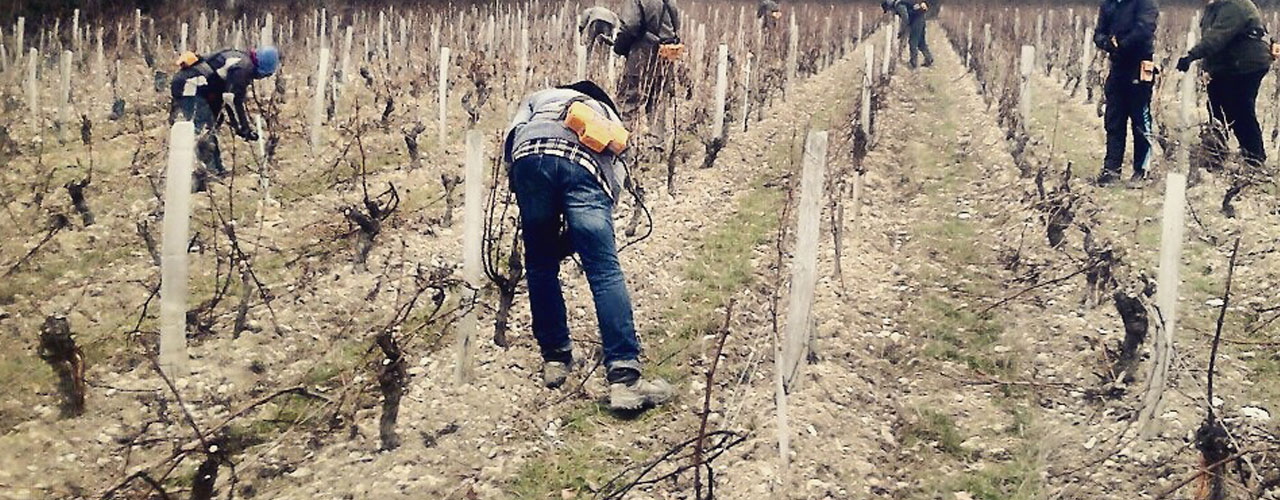 Les vignes se font tailler aux caves de la Perrière