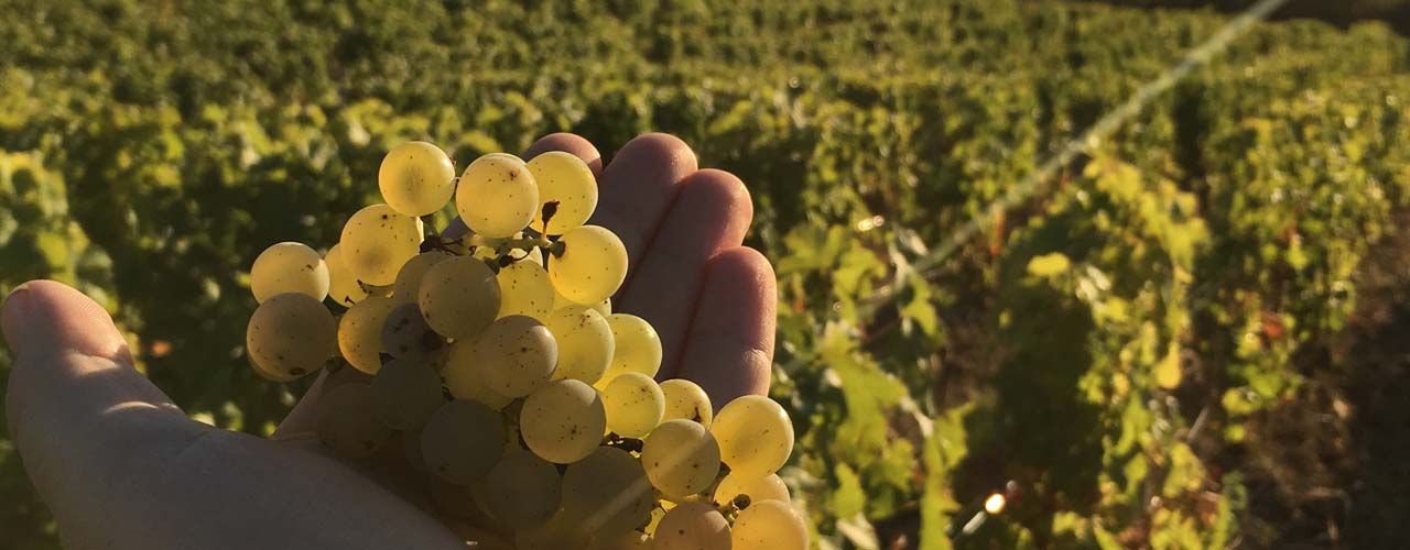 Fin des vendanges pour la maison saget la perriere