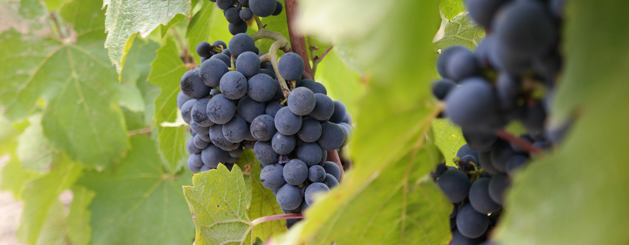 harvest 2019 saget la perrière